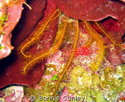 Golden Crinoid seen in Grand Cayman August 2008.  Photo t... by Bonnie Conley 